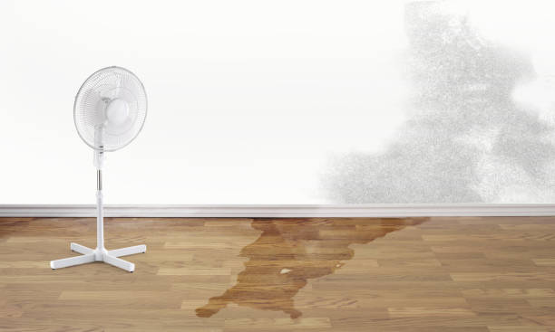 Best Local water damage restoration  in Hopewell, TN